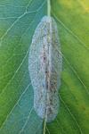 Phyllonorycter corylifoliella