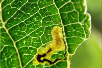 Stigmella malella