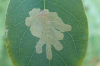 Parectopa robiniella
