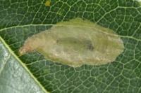 Coptotriche angusticollella