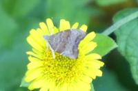 Choreutis nemorana
