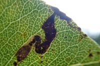 Stigmella pyri