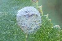 Phyllonorycter esperella