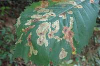 Cameraria ohridella
