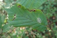 Phyllonorycter coryli