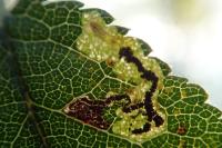 Ectoedemia spinosella
