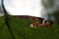 Stigmella oxyacanthella