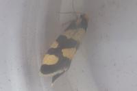 Lampronia rupella