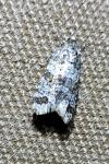 Isotrias