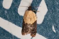 Acleris variegana