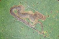 Stigmella trimaculella