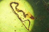 Stigmella trimaculella