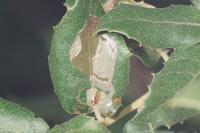 Acrocercops brongniardella