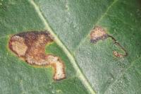 Ectoedemia heringella
