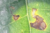 Ectoedemia heringella
