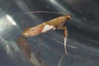 Caloptilia stigmatella