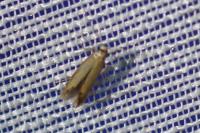 Coptotriche marginea