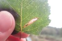 Phyllonorycter ulmifoliella