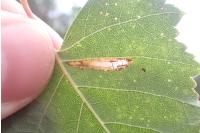 Phyllonorycter ulmifoliella