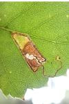Stigmella sakhalinella
