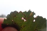 Stigmella sakhalinella