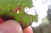 Stigmella sakhalinella