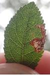 Stigmella plagicolella
