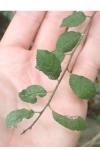 Stigmella plagicolella