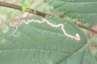 Stigmella aurella