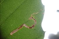 Stigmella samiatella