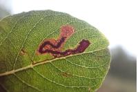 Stigmella salicis