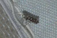 Parectopa ononidis