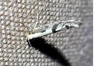 Argyresthia conjugella