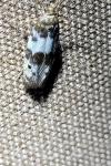Enolmis acanthella