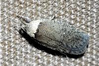 Agonopterix