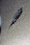 Ypsolopha horridella