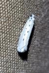 Ethmia terminella