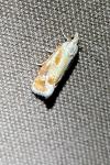 Rhyacionia buoliana