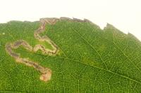 Stigmella aurella