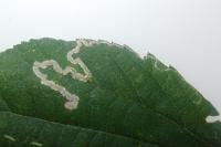 Stigmella aurella