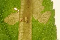 Coptotriche marginea