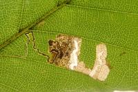 Stigmella tityrella