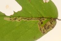 Stigmella hemargyrella