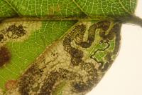 Stigmella hemargyrella
