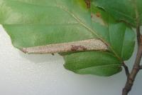 Phyllonorycter maestingella