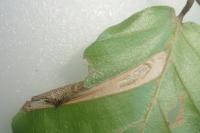 Phyllonorycter maestingella