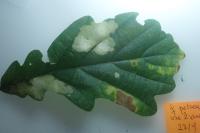 Tischeria ekebladella