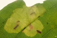 Tischeria ekebladella