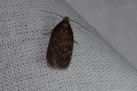 Depressaria albipunctella