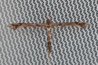 Amblyptilia acanthadactyla